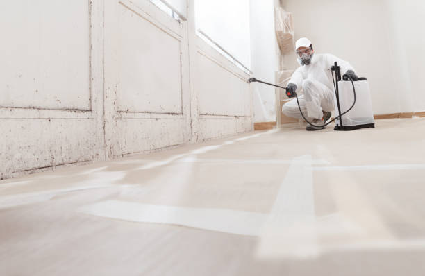 Black mold remediation team in Hanover